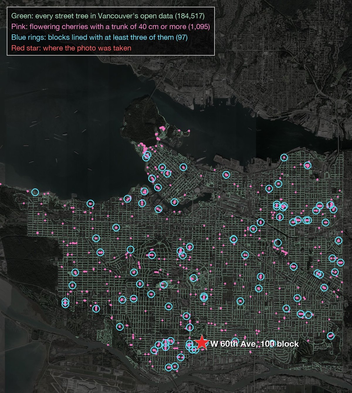 Vancouver's street trees, the large flowering cherries, the candidate blocks and the answer