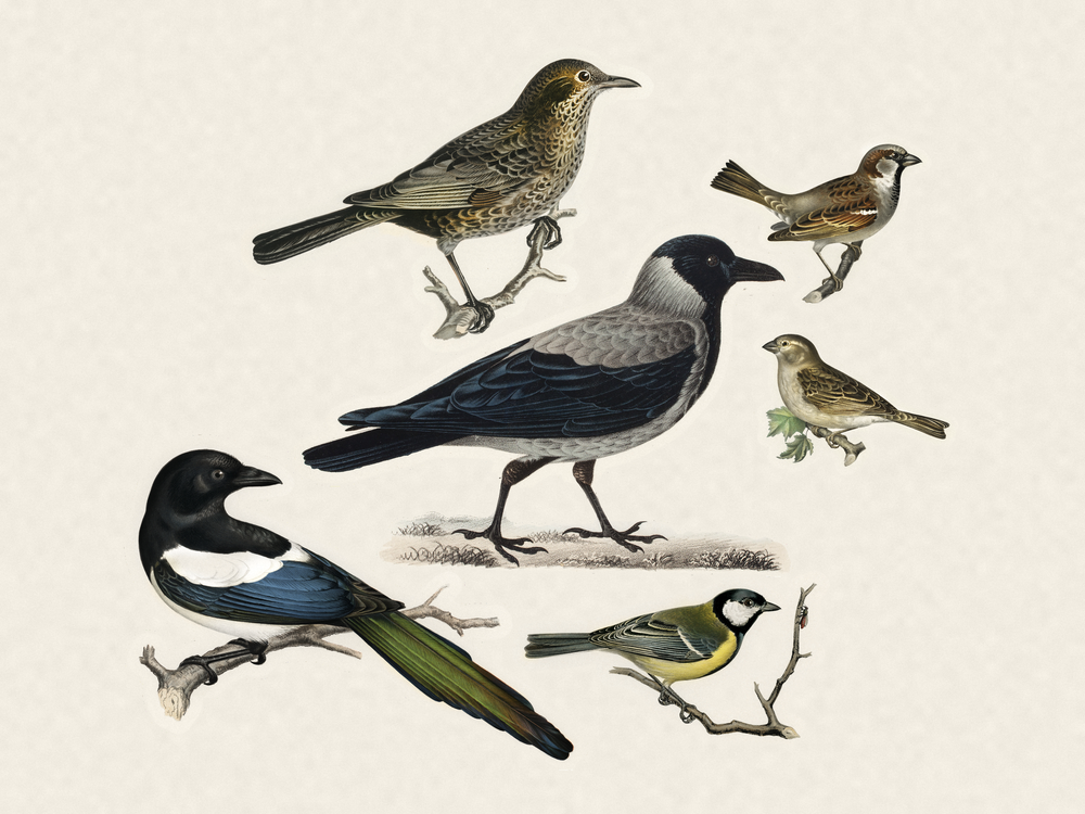 A few garden birds