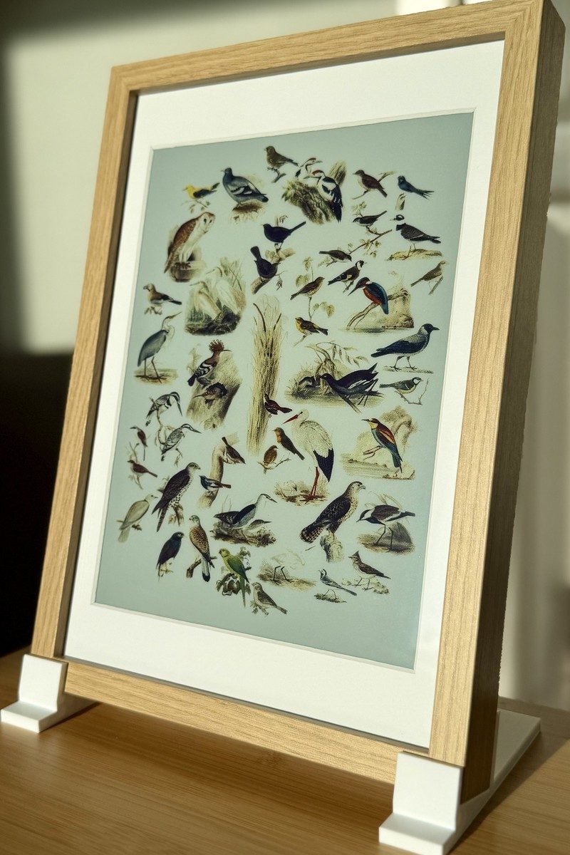 The frame showing a collage of birds