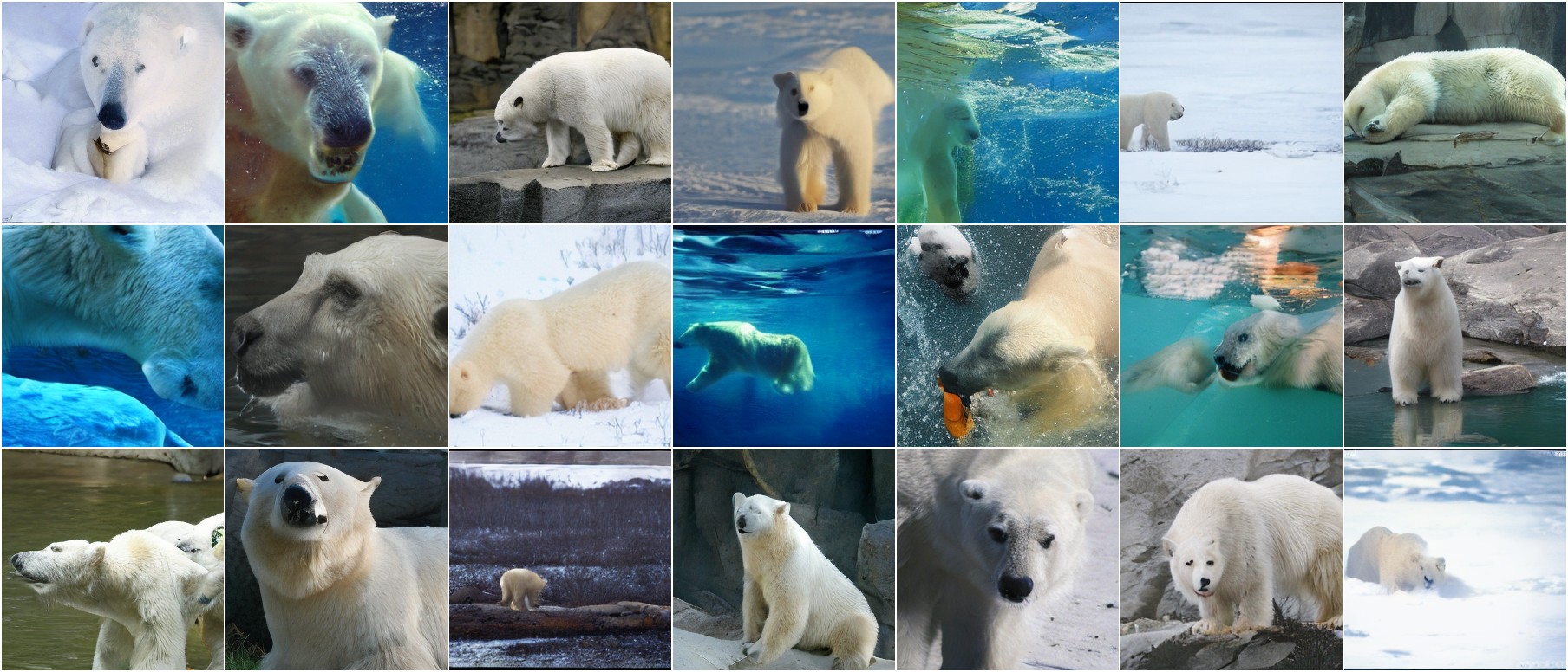 Ice Bear