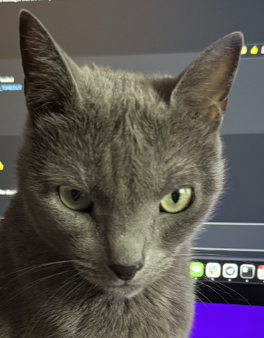 Sophie, a Russian Blue, watching the screen with visible suspicion