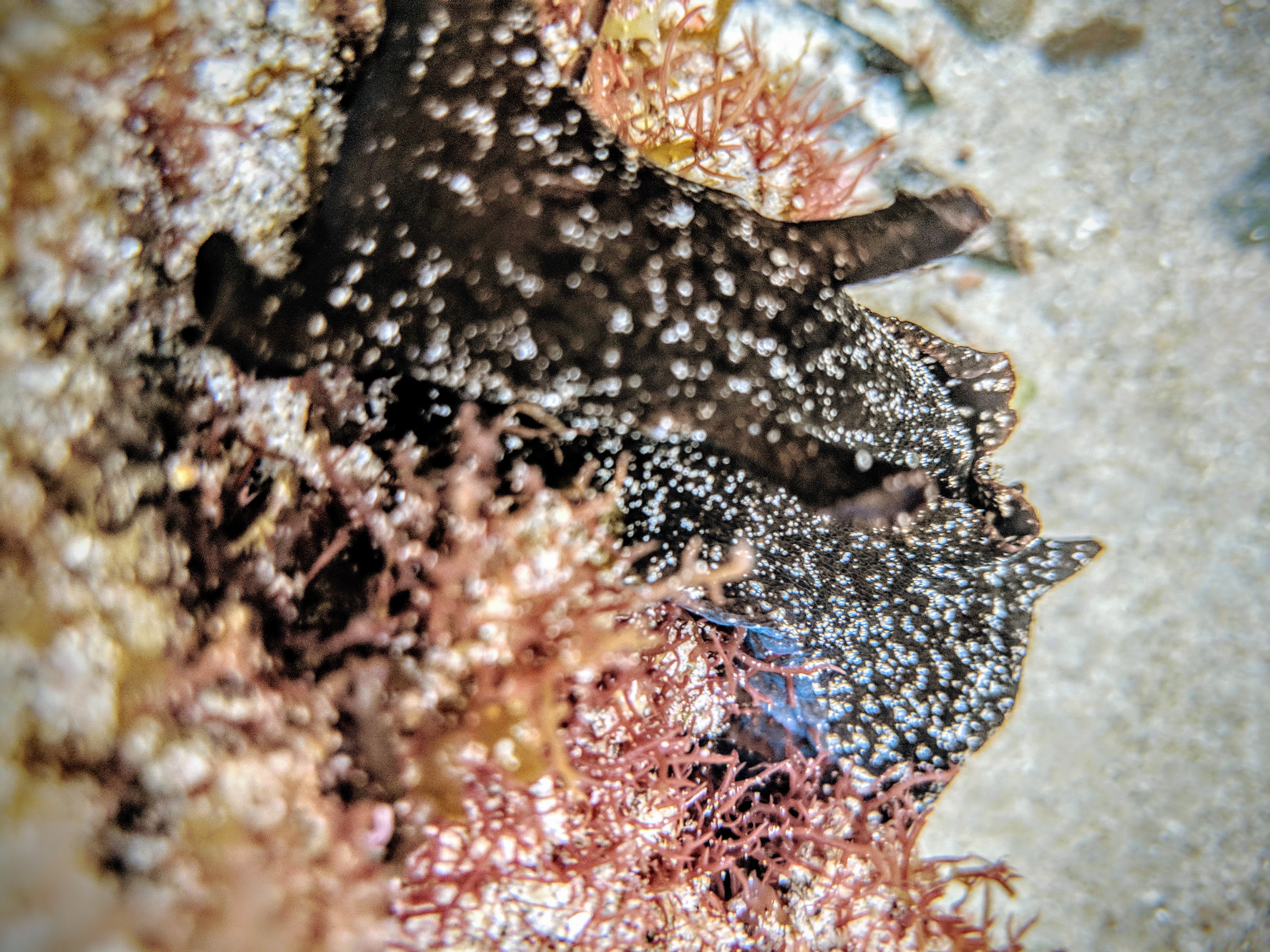 Sea Slug