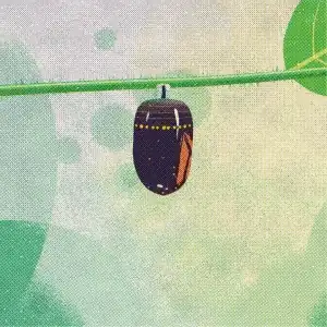 Eclosion: the case splitting, the butterfly swinging out, the full display, the flight