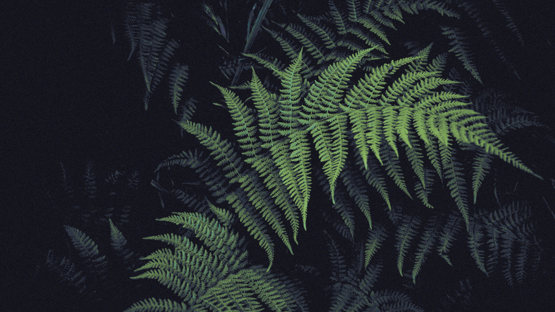 a close up of a fern