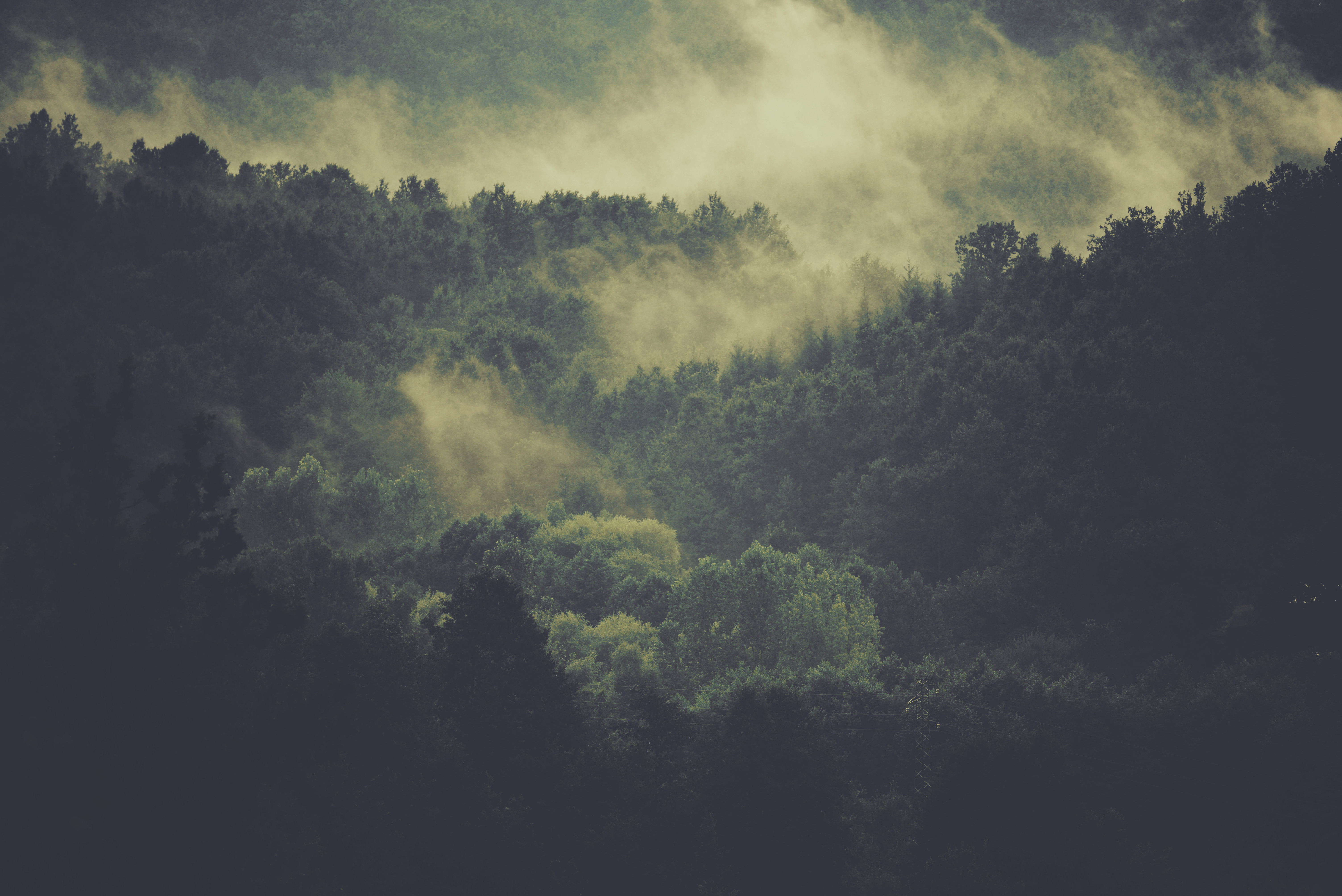 dense forest