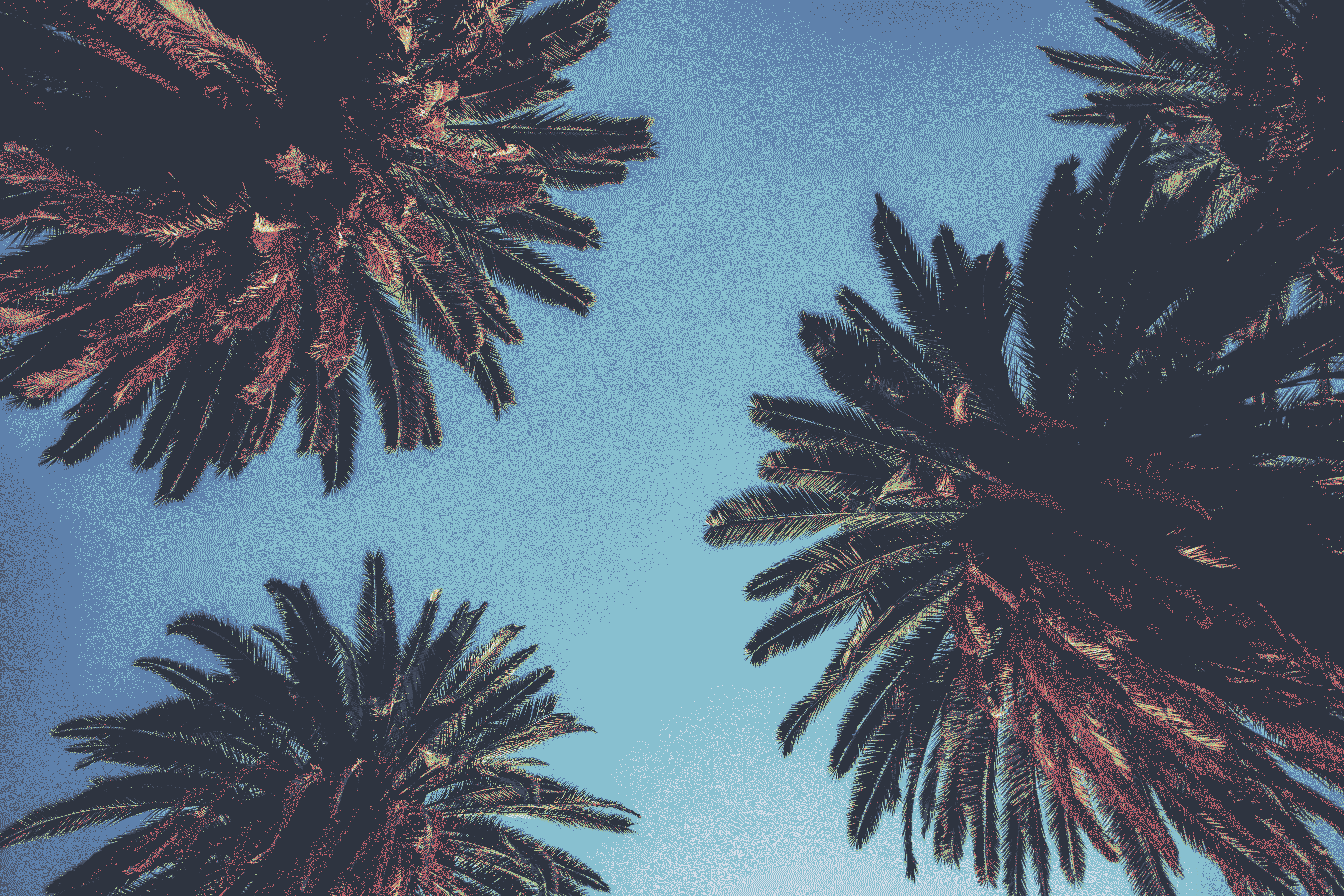 palms