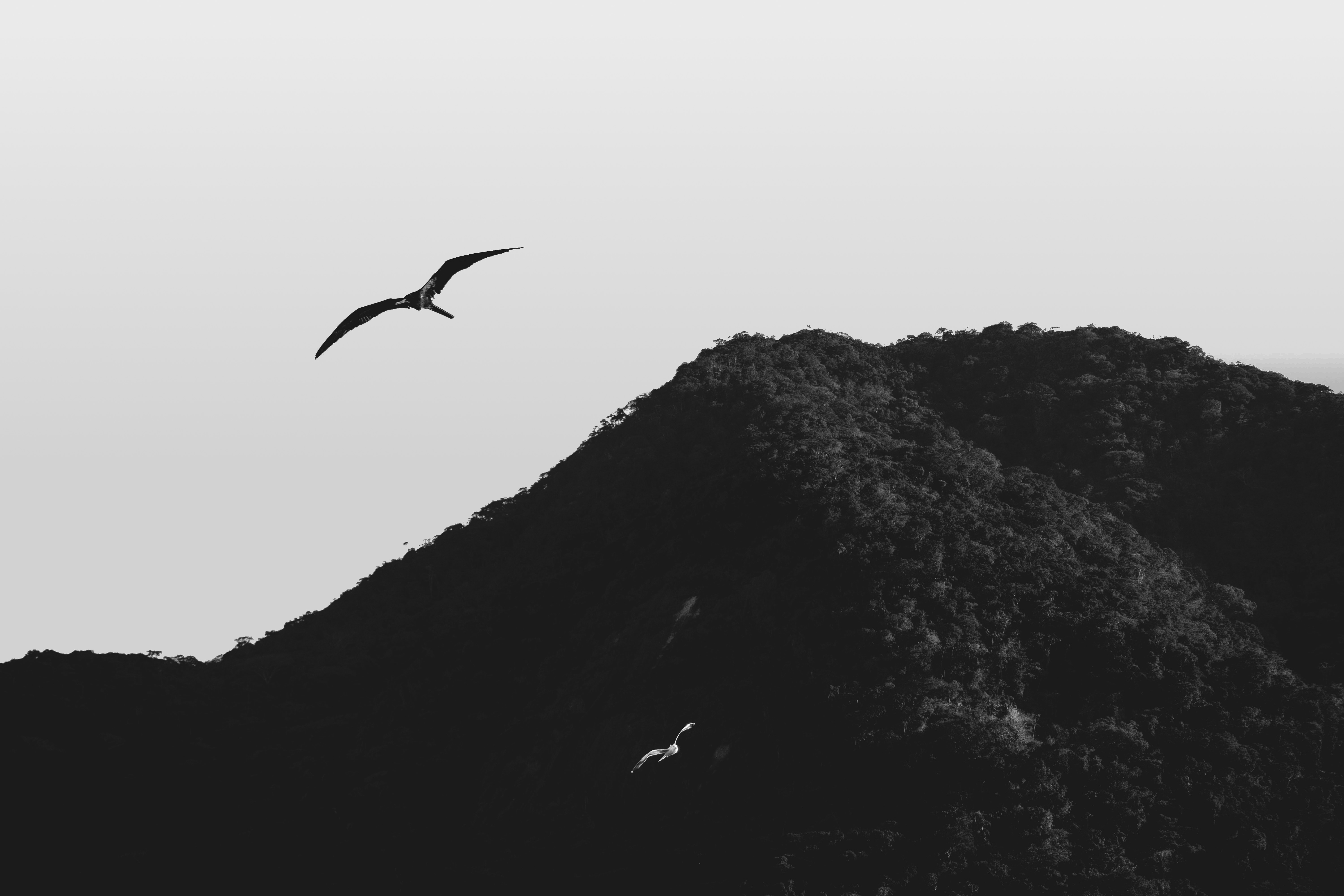 a bird flying over a mountain