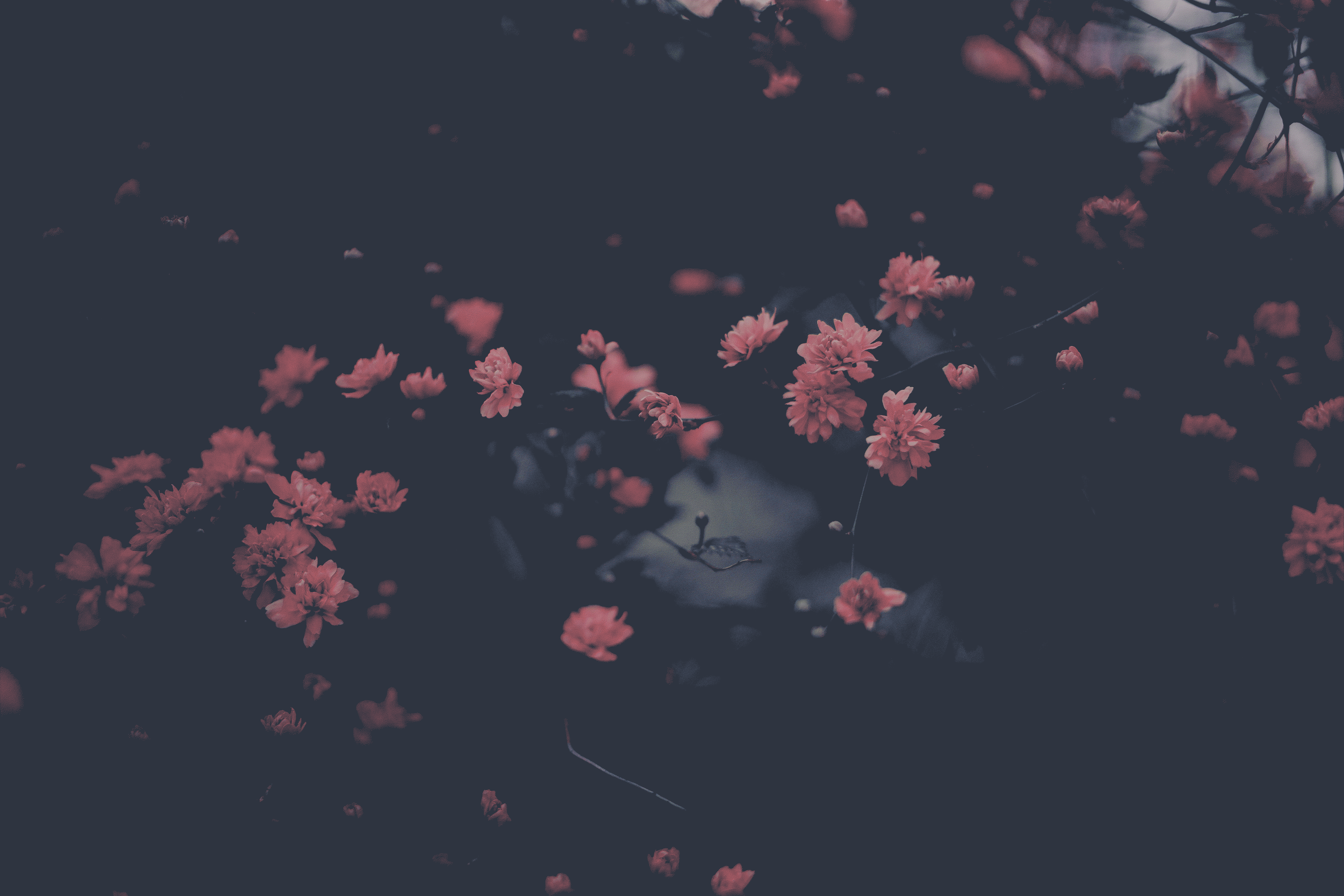 a group of pink flowers