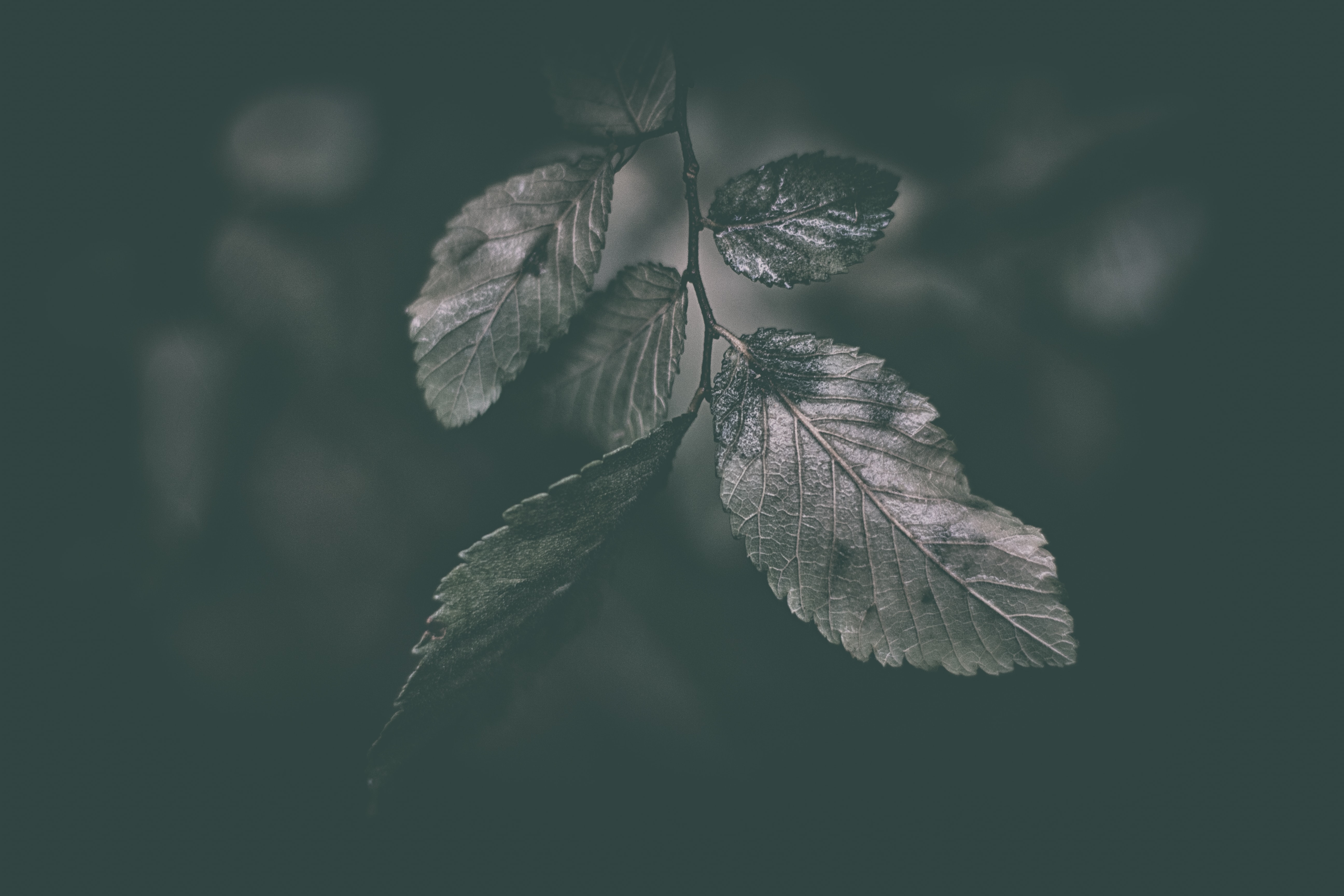 a close up of leaves 02