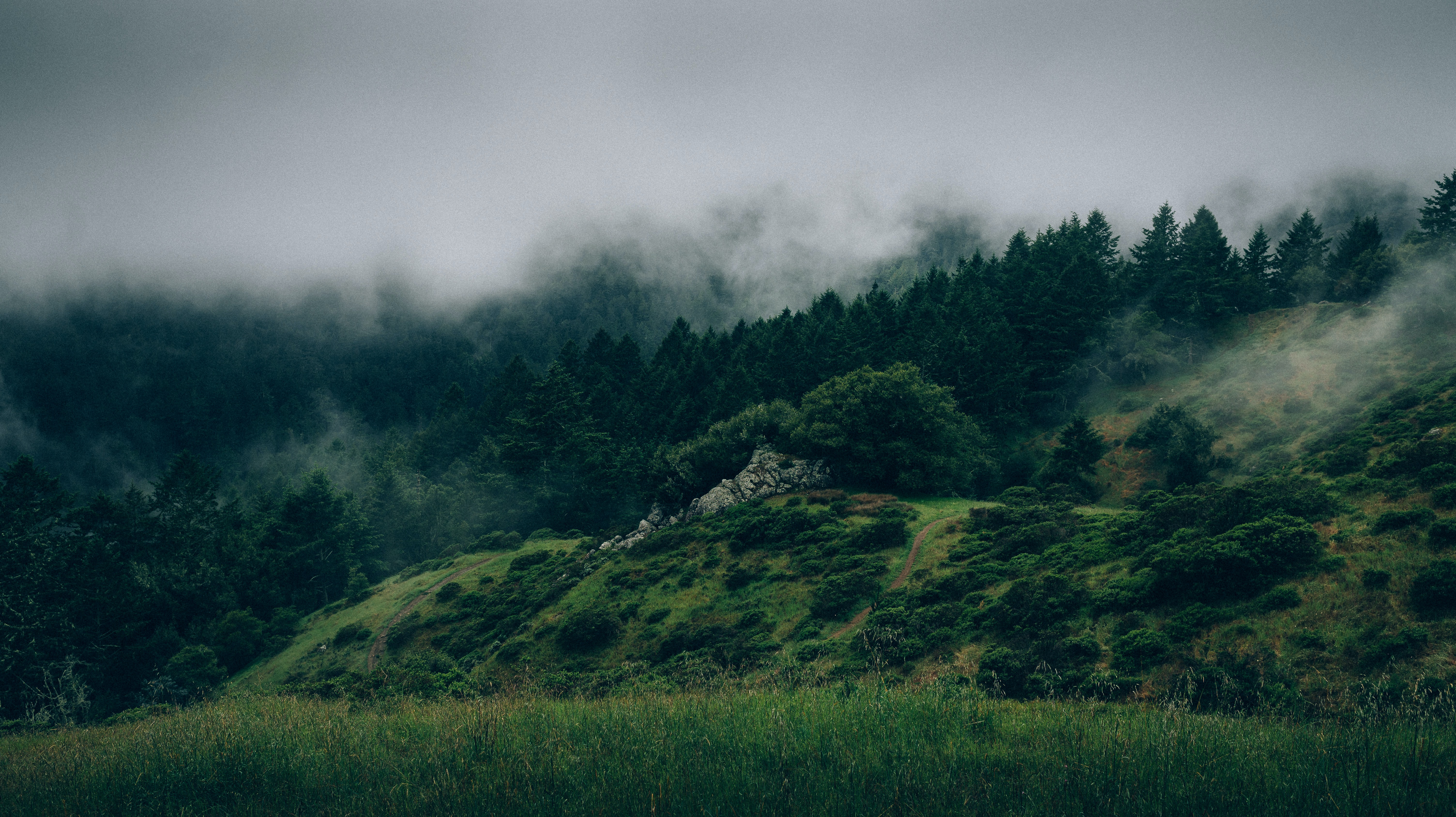 a foggy landscape with trees and grass