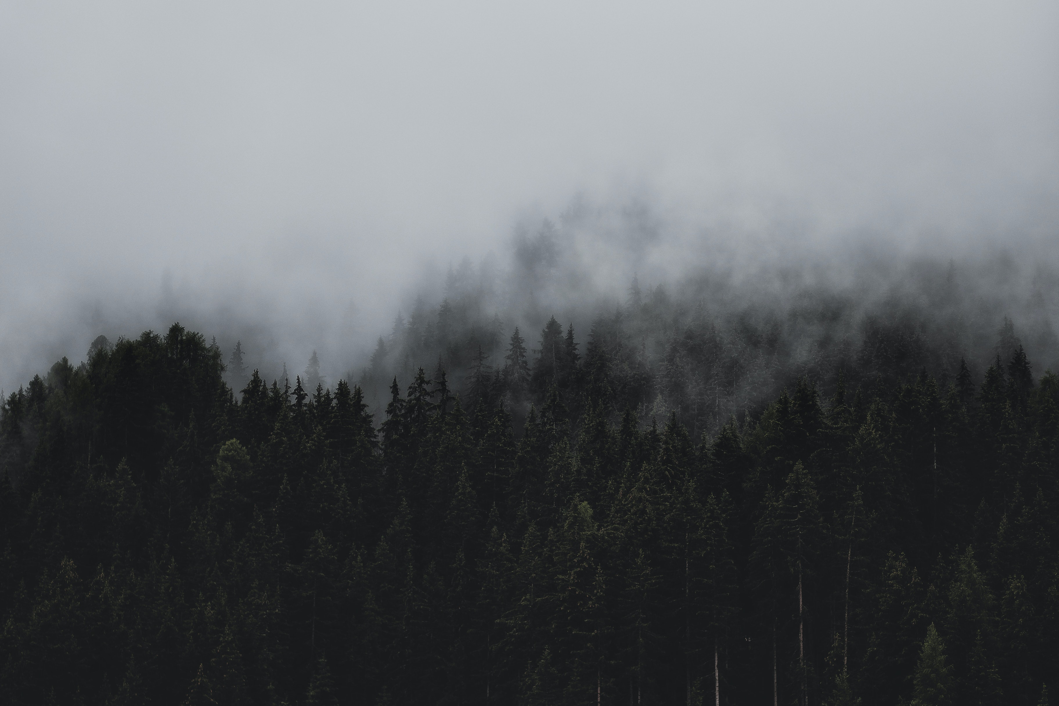 a forest of trees with fog