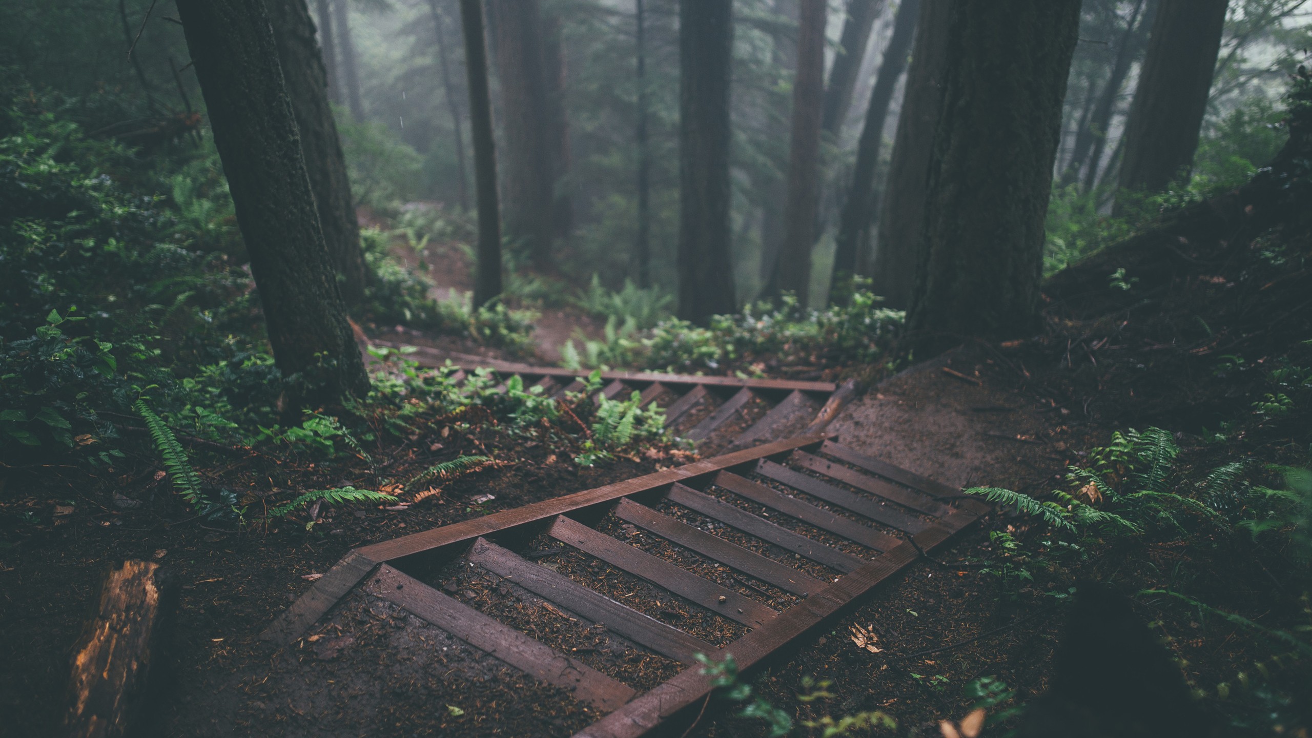 a wooden stairs in a forest