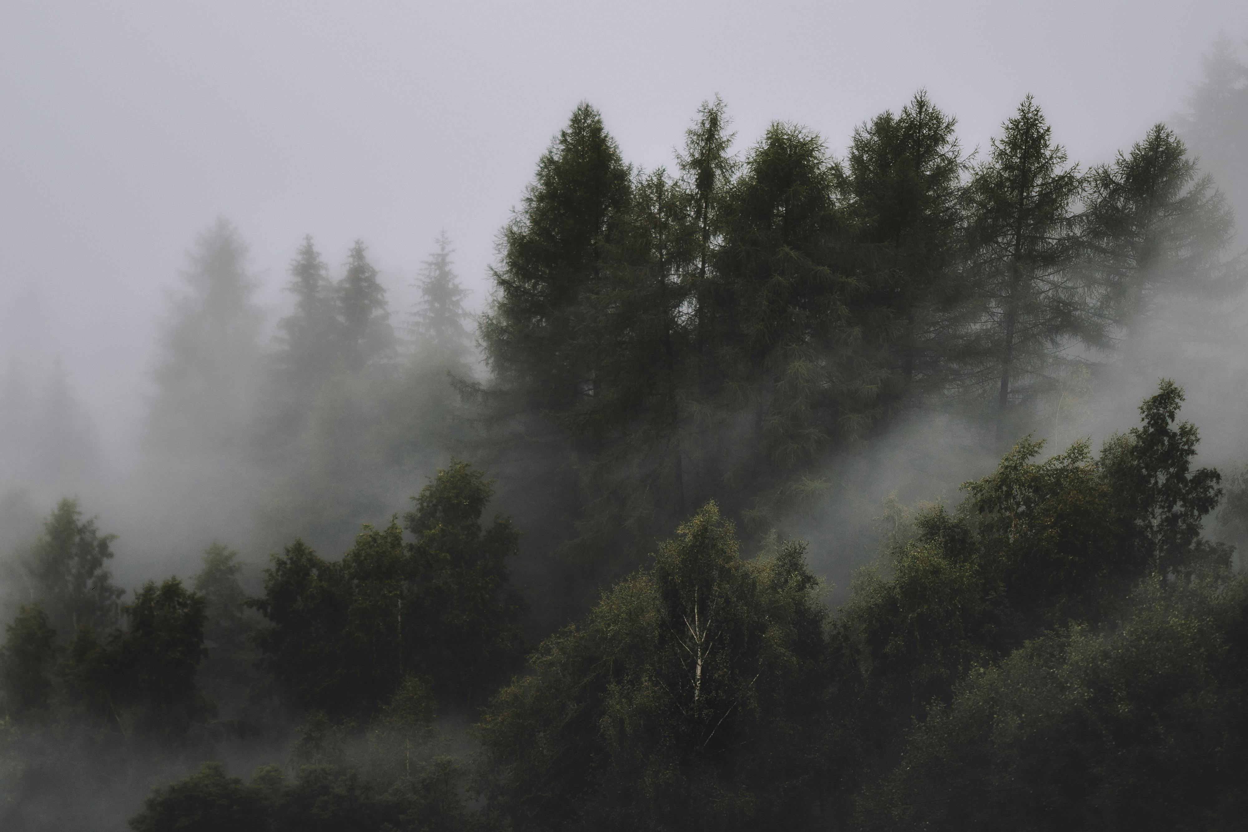 everforest