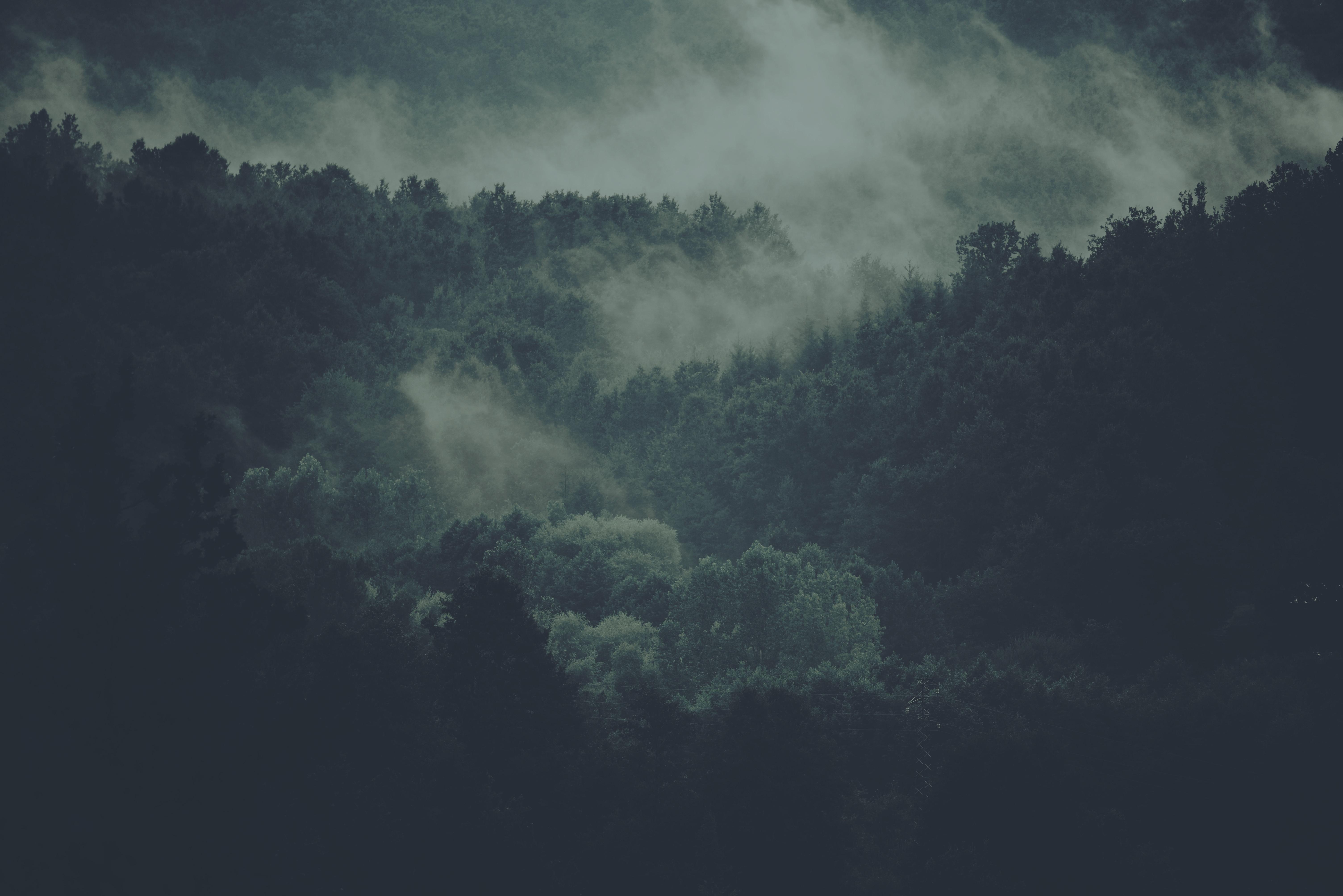 forest 