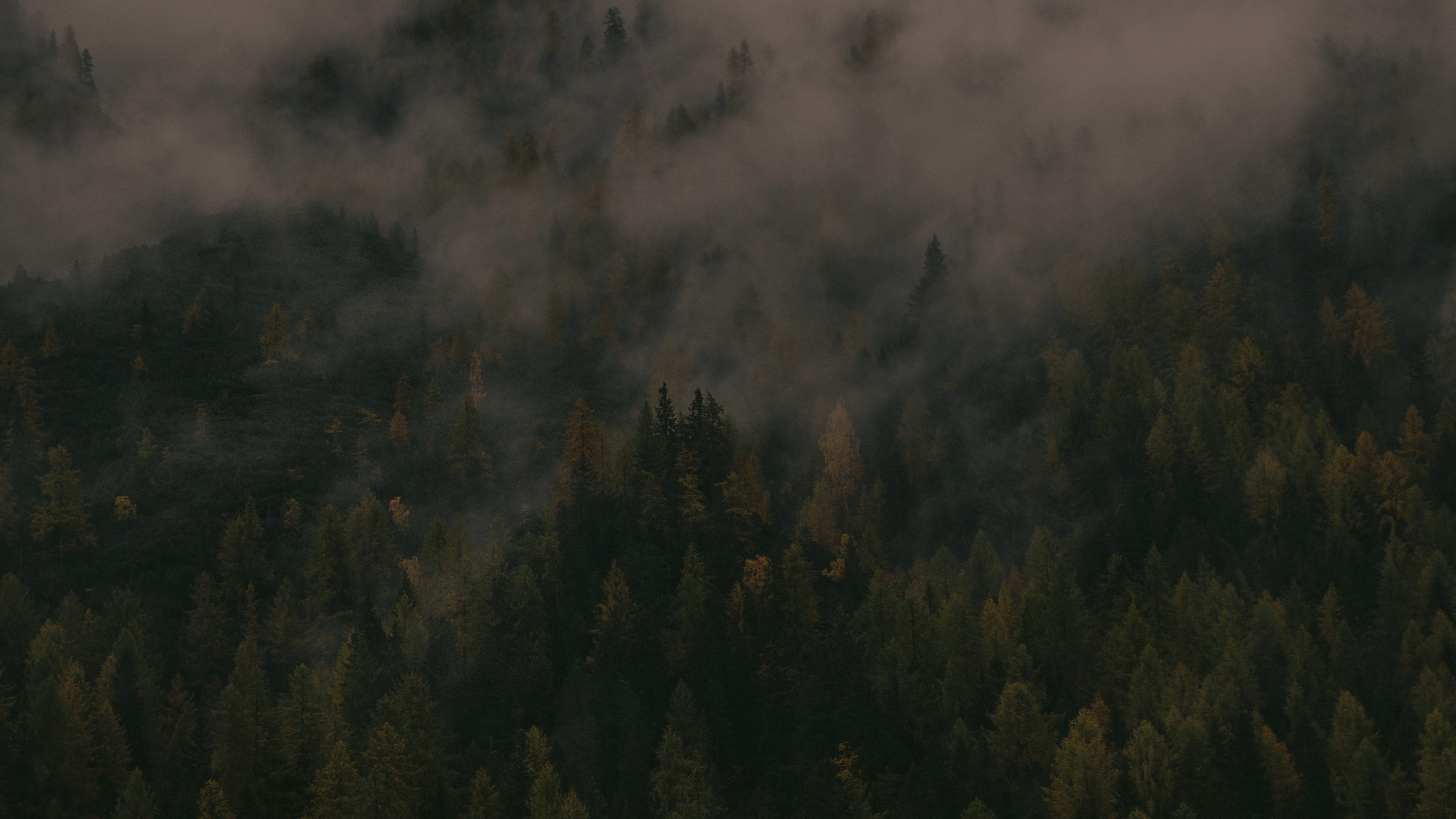 forest 4