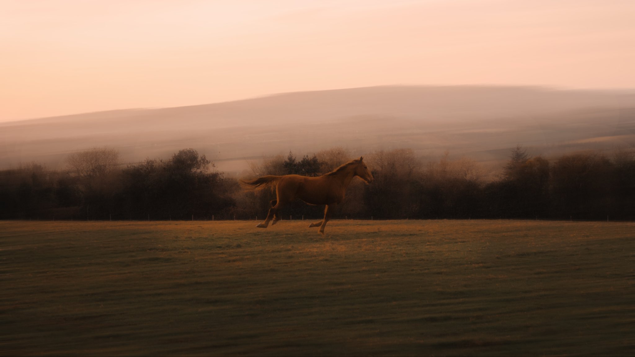 horse