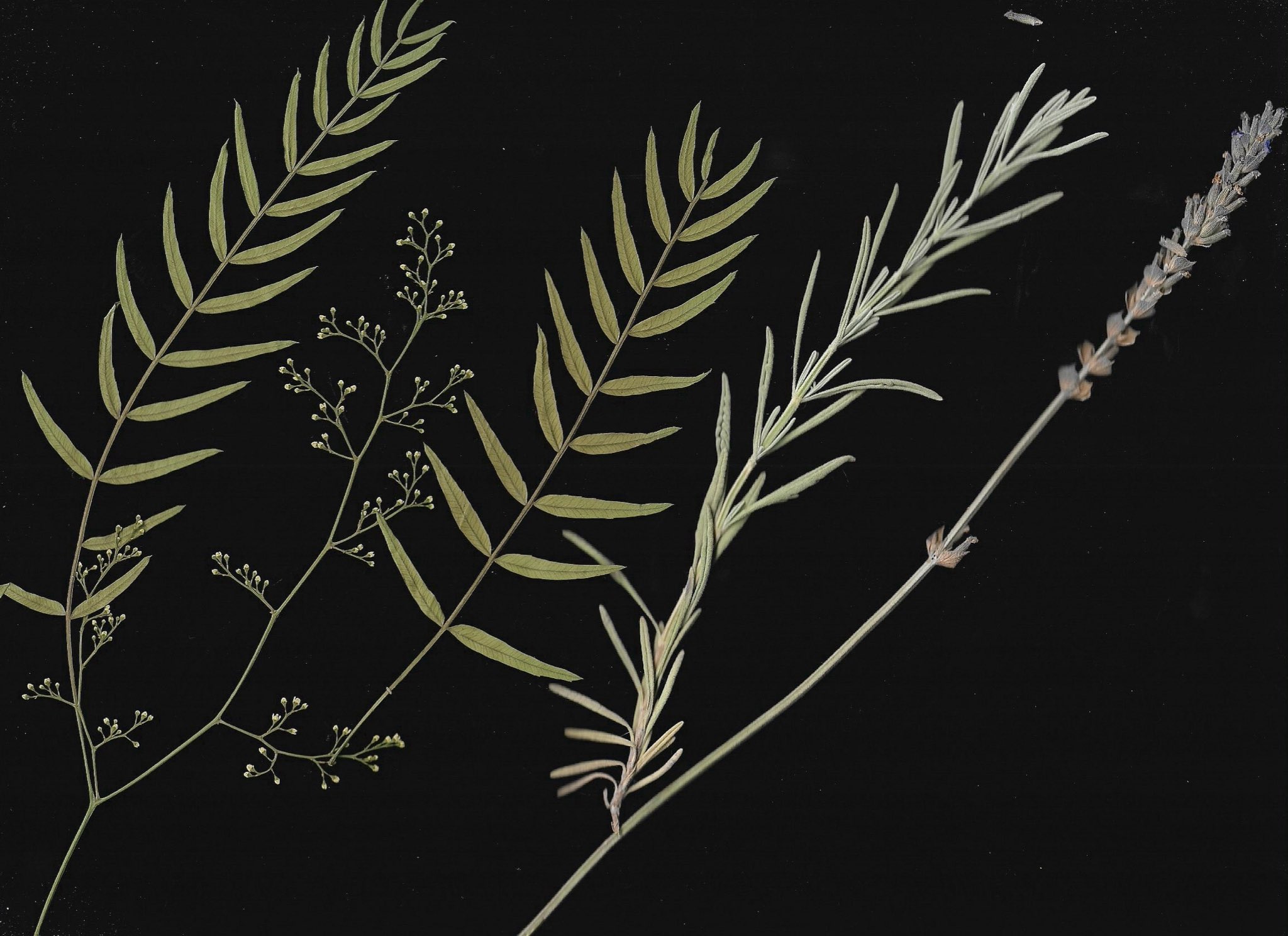 leaf