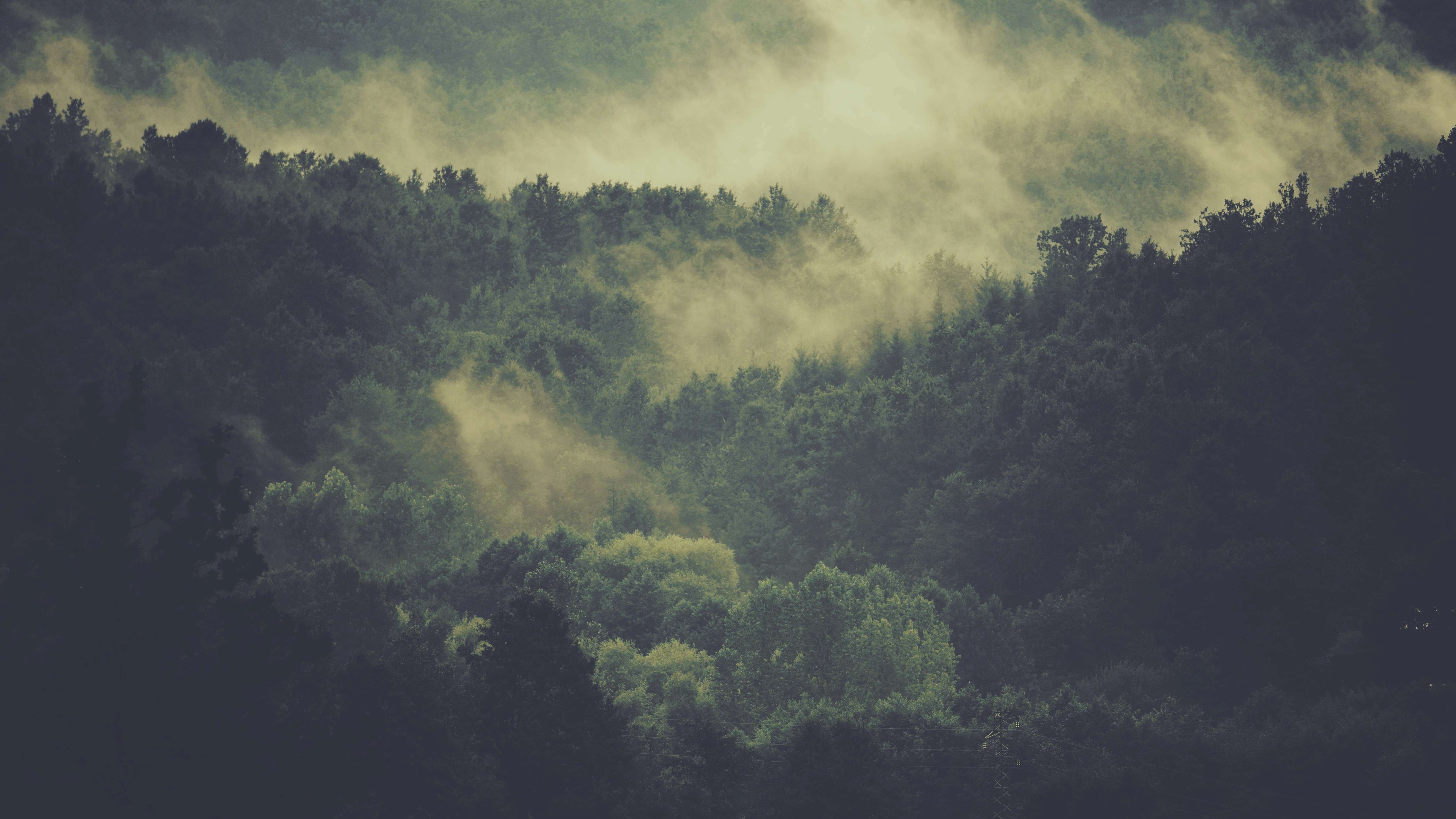 misty forest