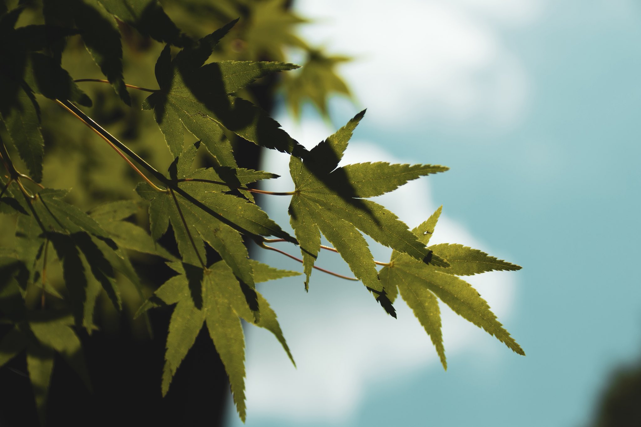 plant